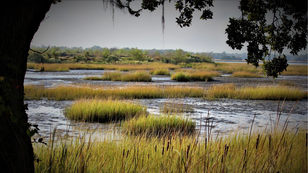 Experience a Real Lowcountry Swamp (Harleyville)
