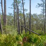 Awendaw Passage of the Palmetto Trail (Francis Marion National Forest)