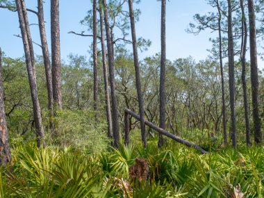Awendaw Passage of the Palmetto Trail (Francis Marion National Forest)