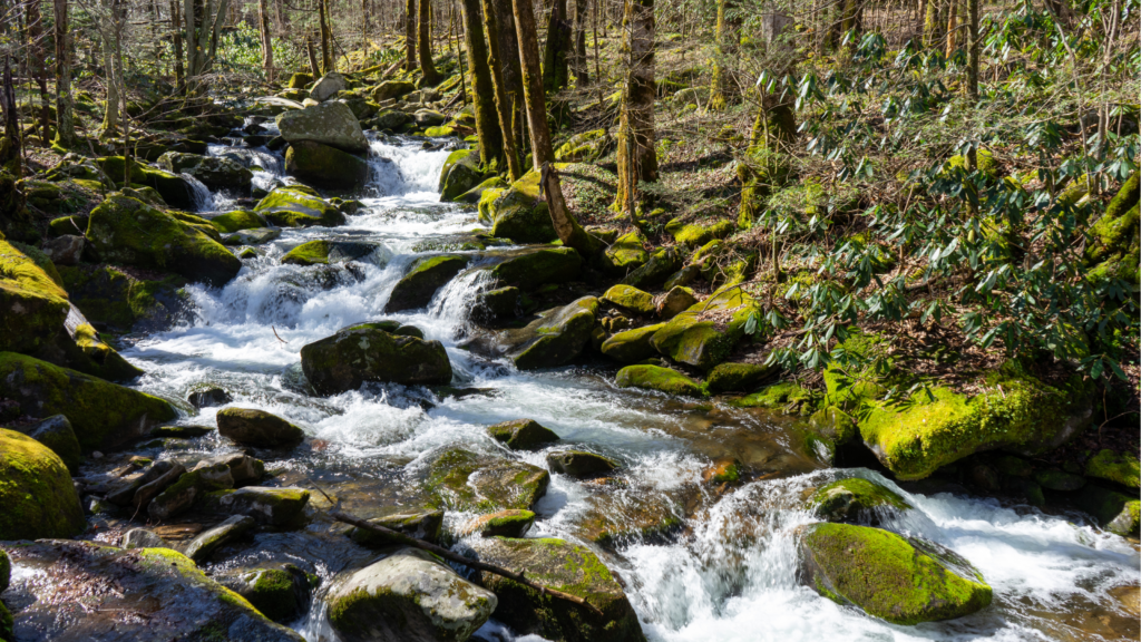 Big Creek Trail | Smoky Mountains Hiking