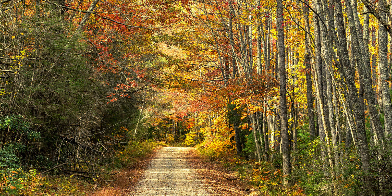 Bent Creek Trail Running (Asheville) | The Adventure Collective