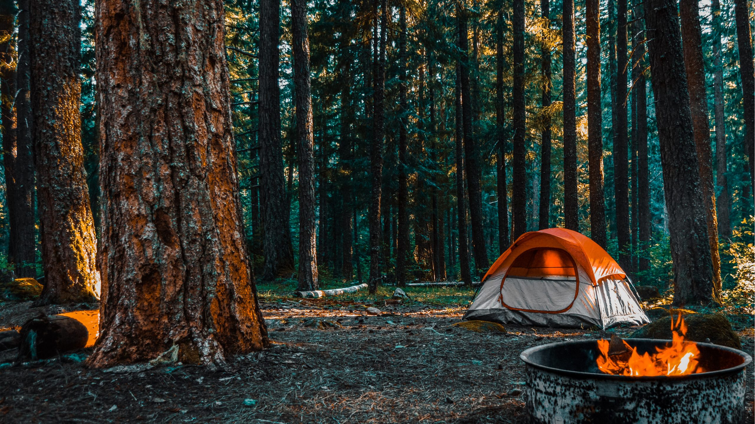 Paved Run in Campgrounds (Elkmont Campground) | The Adventure Collective