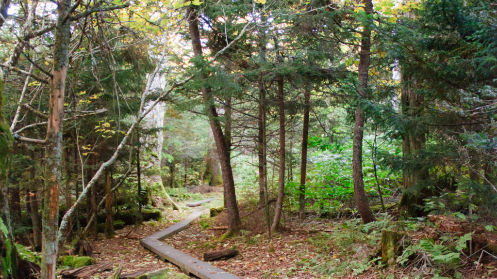 Spruce-Fir Self-Guiding Nature Trail | Smokies