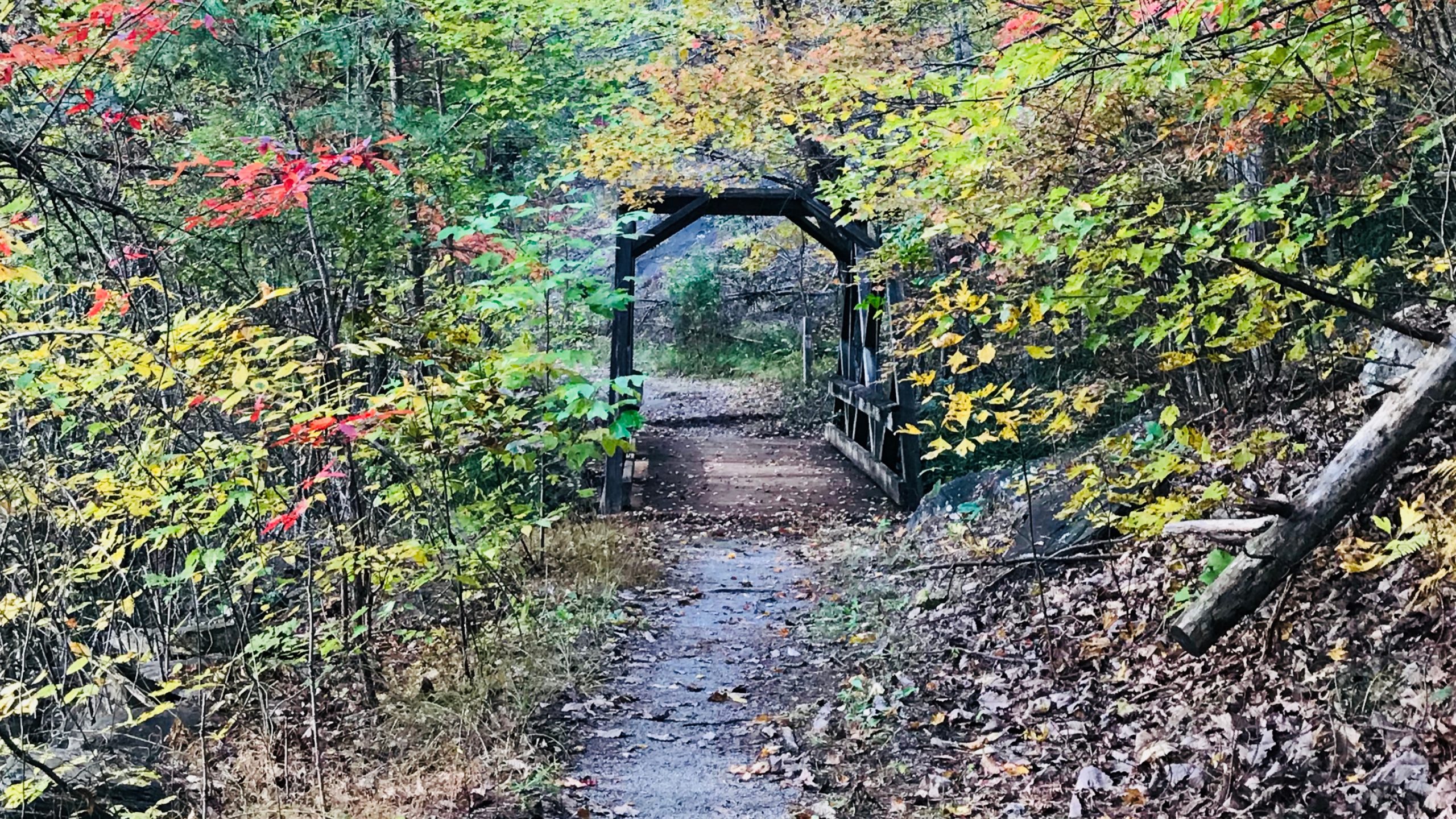 tanasi-trails-cherokee-national-forest-mountain-bike-the-adventure