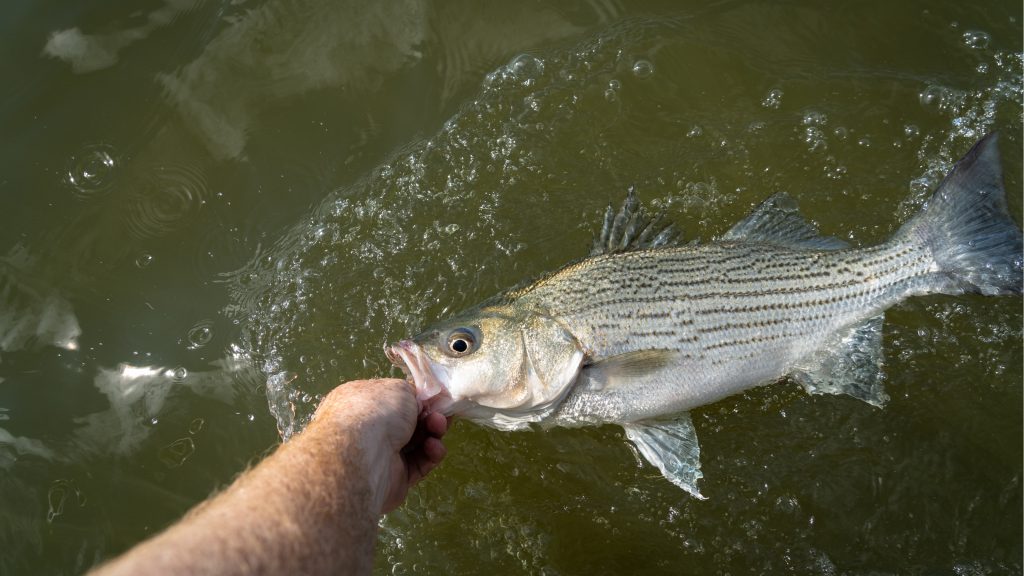 Trout and Striped Bass Fishing on the Hiwassee River (Reliance)