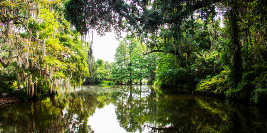 Explore A Low Country Swamp